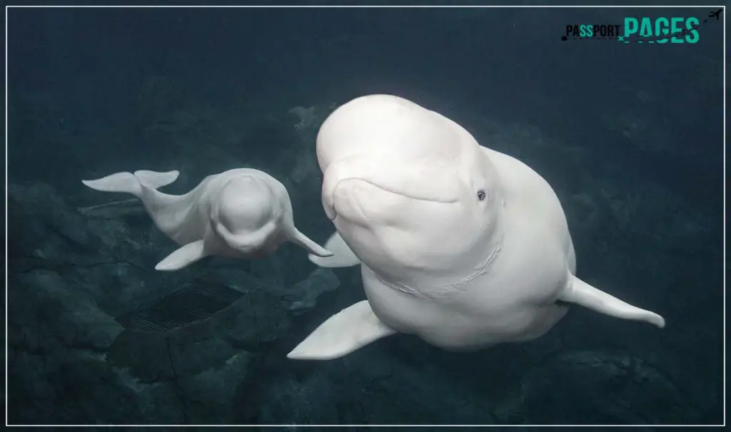 Beluga-Whales-of-Iceland