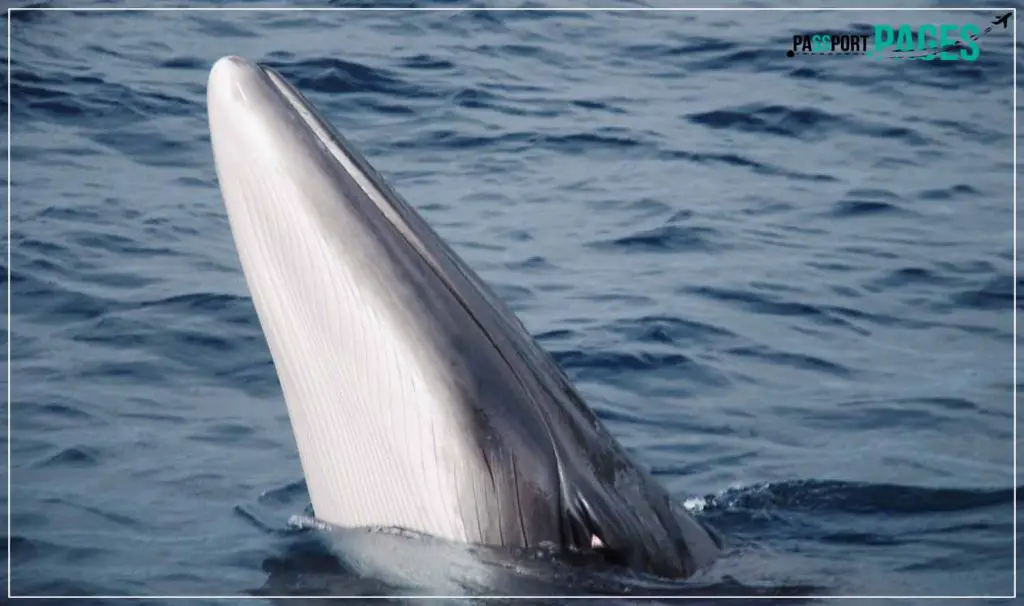 Blue-Whales-of-Iceland