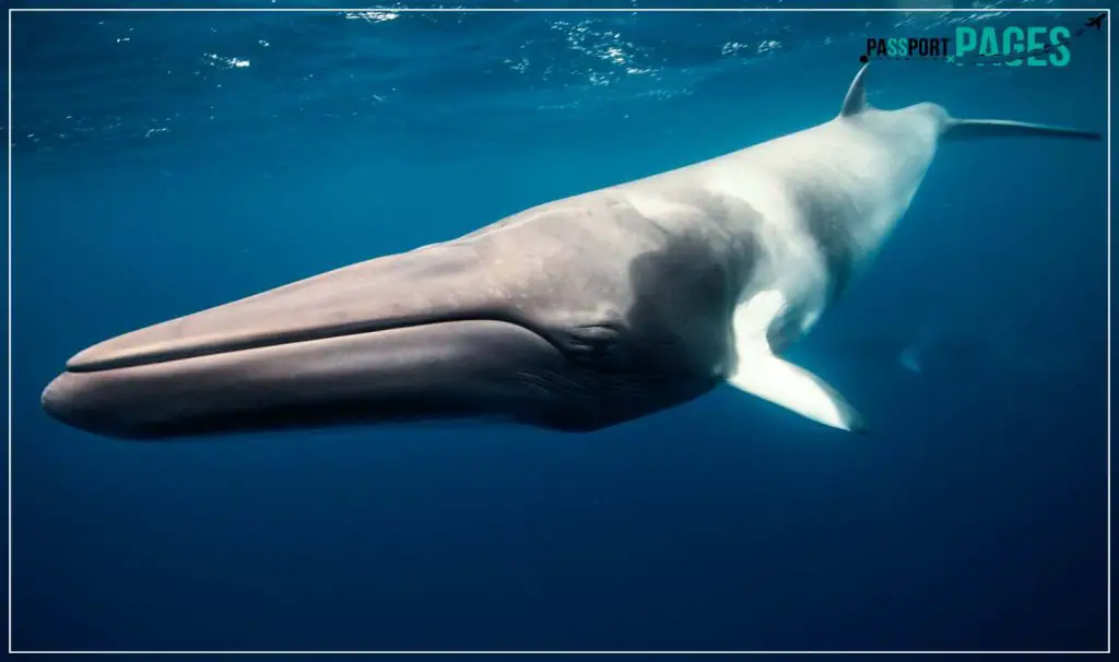 Minke-Whales-of-Iceland