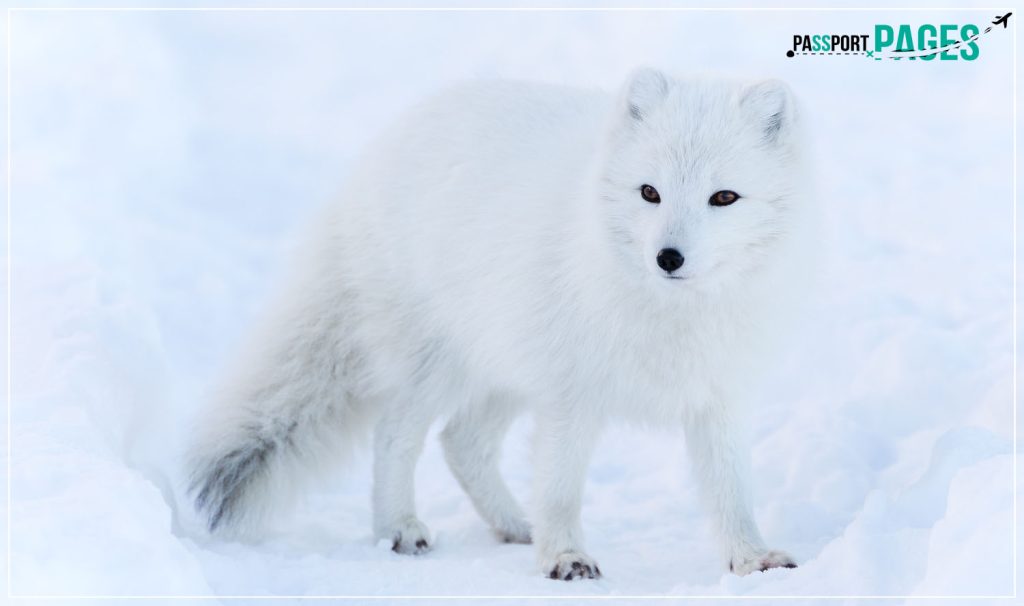 Arctic-foxes