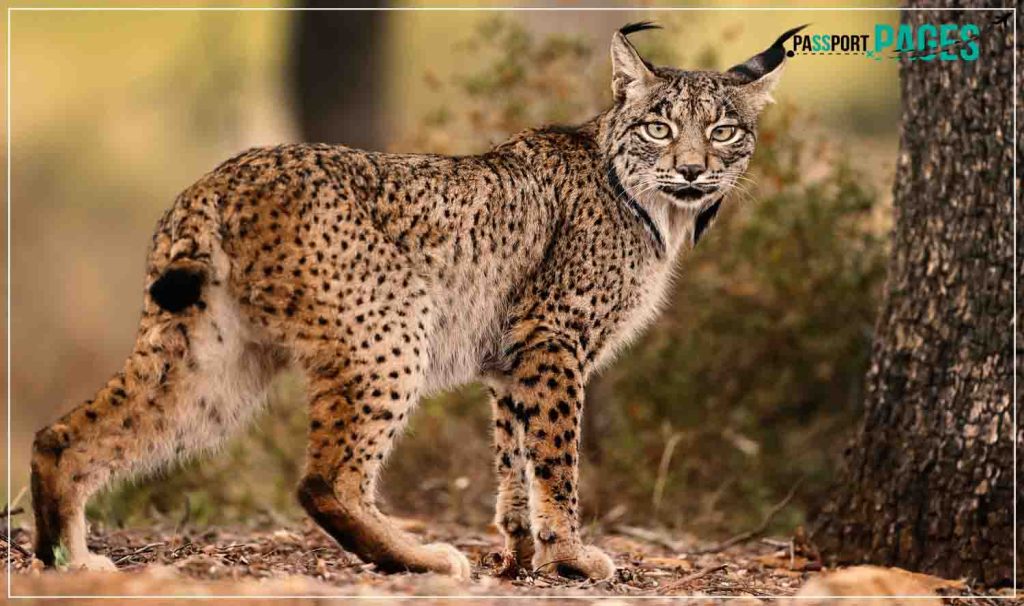 Doñana-National-Park-Iberian-Lynx